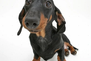 Black Dachshund Wallpaper, Wallpaper, Black Dachshund Wallpapers Hd ...