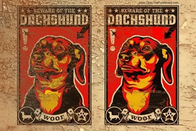 Dachshund Wallpapers