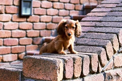 Dachshund Wallpapers 1280x800 Wallpapers,Dachshund 1280x800 ...