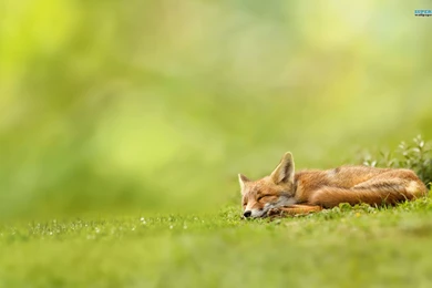 Fox Wallpapers   Funny Wallpapers