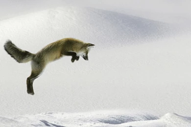 Wallpapers Foxes Youth Red Fox Vulpes Fulva Leaping For Vole Hd ...