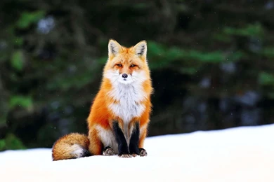 Cute Orange Fox HD Wallpapers