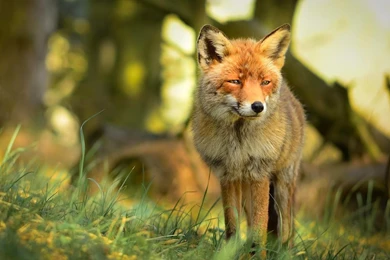YouWall Cute Red Fox Wallpapers Wallpaper,wallpapers,free ...