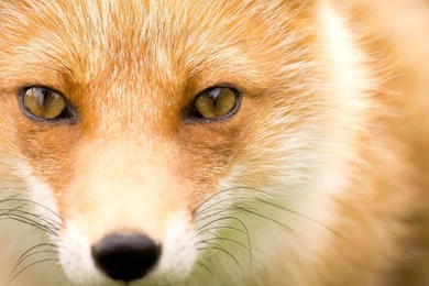 2560x1440 Fox Hd Wallpapers