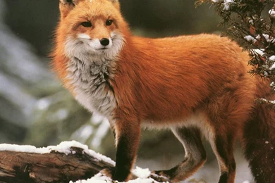 Fox Against Winter   2560x1440   WHQD 16/9 (Wide Quad High ...