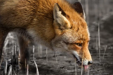 Desktop Fox Animal Photo Wallpapers