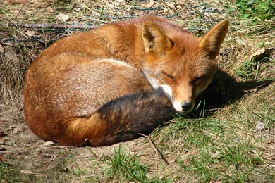 Fox Desktop And Mobile Wallpapers   Animals Town