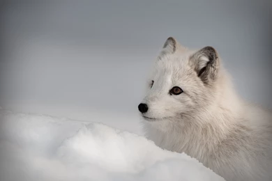 ARCTIC FOX Foxes Wallpapers