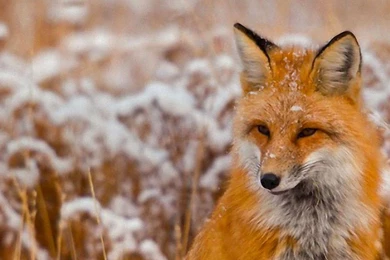 Download Wallpapers 3840x1200 Fox, Grass, Snow, Sit, Hunting Dual ...