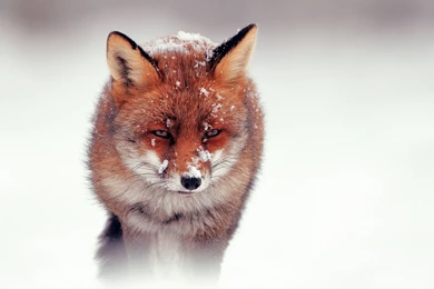Download Wallpapers 3840x2160 Fox, Snow, Wind, Walking, Hunting 4K ...