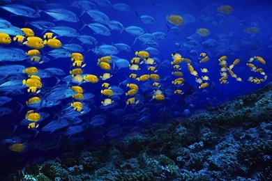 Fish Free Computer Wallpapers.jpg