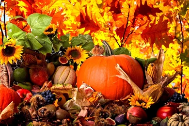 Autumn Harvest Wallpapers Widescreen   Wallpaper.