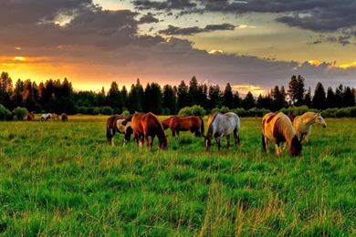 Horses Backgrounds Wallpapers 220042