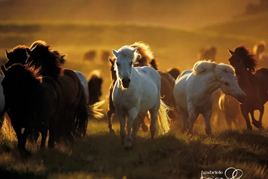 Horses Wallpapers