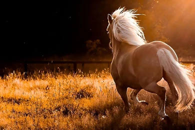 Download Name Nature Running Wild Horses Widescreen Wallpapers ...