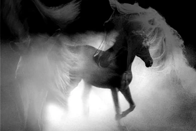 Horses Backgrounds By Mindb0dyands0ul On DeviantArt