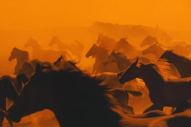Animals Silhouettes Horses Wallpapers