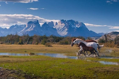 The Run On The Perfect Background. Running Horses Near Torres Del ...