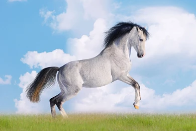 Wild Horses HD Wallpapers, Wild Horses Images Free, New Wallpapers