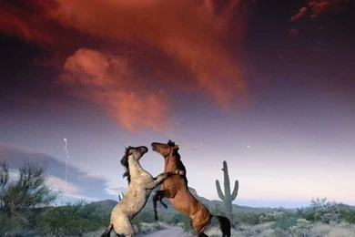 Horses Animal Sunset Cloud Horse 2822 Cshbls Ye Horses Backgrounds ...