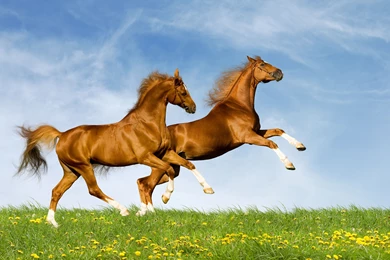 Download Wallpapers Horses, Couple, Nature, Jump, Summer HD Backgrounds