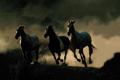 Three Wild Horses Image Backgrounds   ANIMALS   ANIMALS