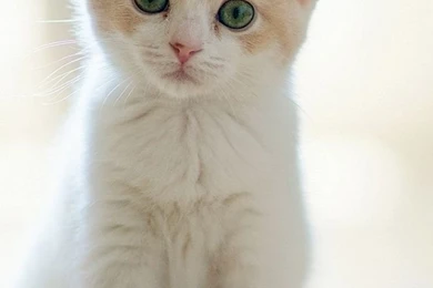 Cat iPhone 5s Wallpapers