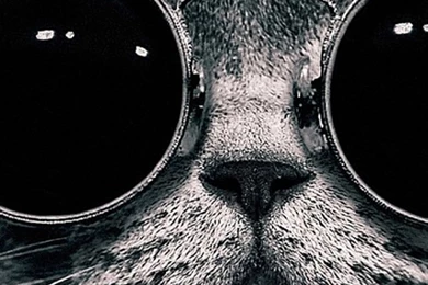 Cat With Sunglasses iPhone 5 Wallpapers