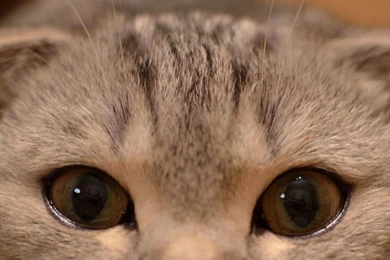 Cute Cat Wallpapers For iPhone 6 Plus   HD Wallpapers IPhone