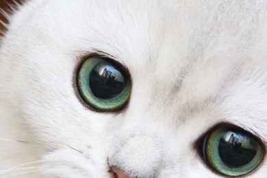 640x1136 Cute White Cat Close up Iphone 5 Wallpapers