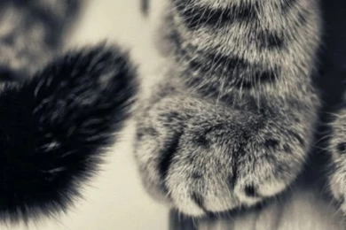 640x1136 Cat Paws Iphone 5 Wallpapers