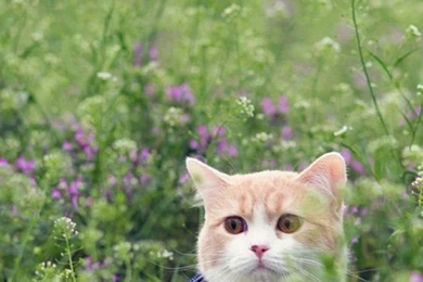 Cute Cat Grass Iphone 6 Wallpapers   PowerballForLife