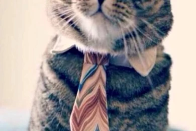 Formal Business Cat iPhone 5 Wallpapers (640x1136)