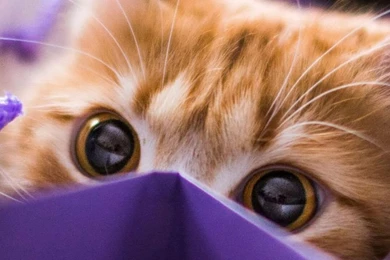 Cute Cat Eye Wallpapers iPhone   HD Wallpapers IPhone