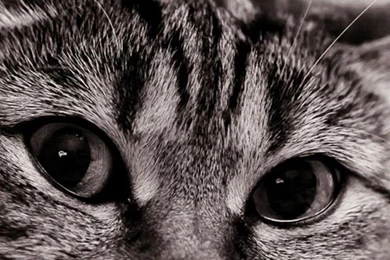 Download Wallpapers 640x960 Cat, Face, Eyes, Black White, Sadness ...