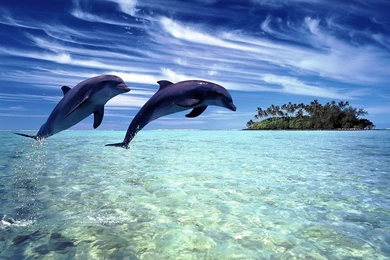 Dolphin HD Wallpapers   , New Wallpapers, New Wallpapers
