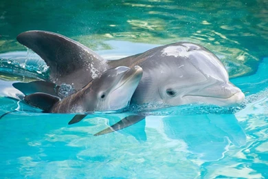 Pink Baby Dolphin   Wallpaper.