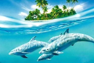 Top Dolphin Iphone Background Images For Pinterest