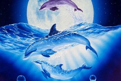 Dolphin Backgrounds Pictures
