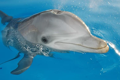 Dolphin background_1.jpg