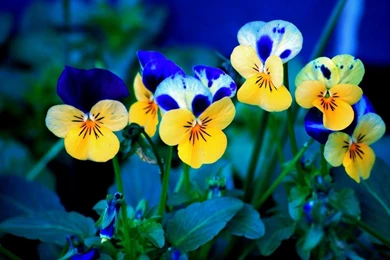 Nature Wallpapers Free Download For PC Nature Wallpapers High ...