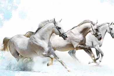Horse Desktop Wallpapers From Arabian To Wild Mustangs All In HD