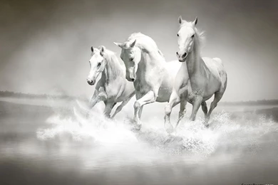 White Horse Wallpapers High Resolution 4984 Hd Wallpapers