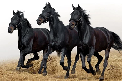 Black Horse Hd Wallpapers