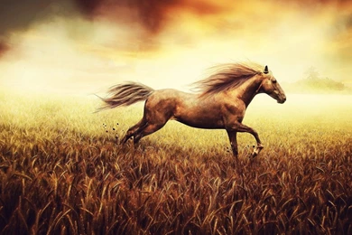 Running Horse HD Wallpapers