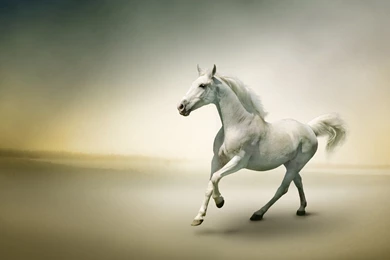 White Horse Wallpapers High Resolution 4987 Hd Wallpapers