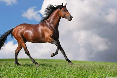 Running Horse HD Desktop Wallpapers : High Definition : Fullscreen ...