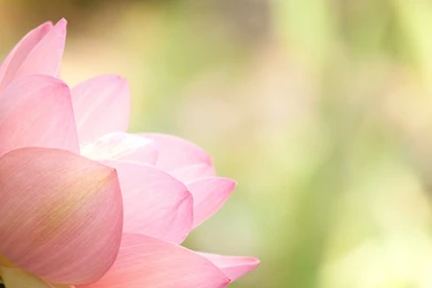 Angled Pink Lotus Wallpapers   The Pond Blog