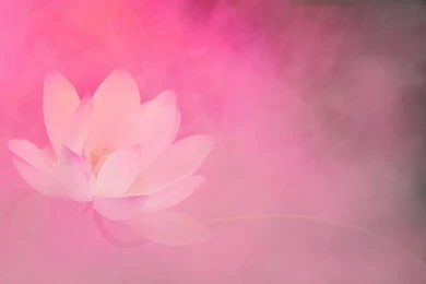 Lotus Flower Surreal Series Pink Backgrounds DD0A1967 1 800 ...