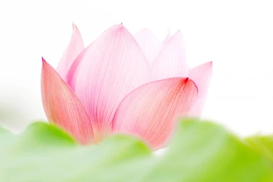 Lotus Flower Pink Backgrounds Wallpapers By Hoantube2014 ...